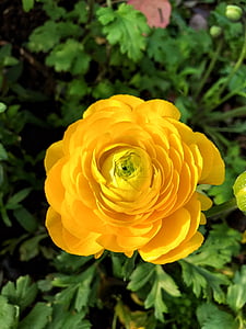 άνθος, Κήπος, Κίτρινο, λουλούδι, φύση, τριαντάφυλλο - λουλούδι, φυτό