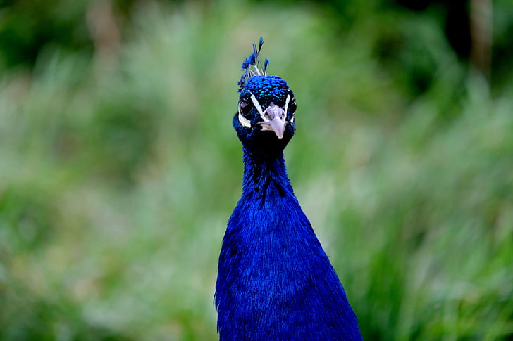 pavo real, cabeza de pavo real, pájaro, naturaleza, animal, azul, cabeza