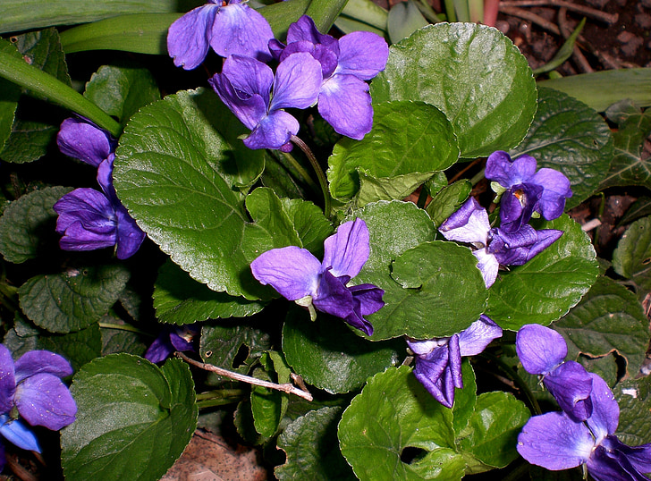 Violet, Viola, paars, plant, bloem, bloemen, Violet plant