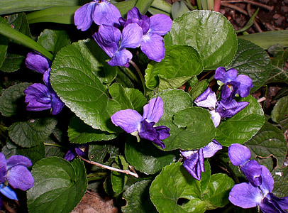 Violet, Viola, roxo, planta, flor, flores, planta violeta