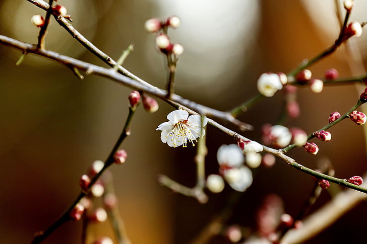 bloemen, pruim, natuurlijke, lente, witte bloemen, witte plum blossoms, Japan