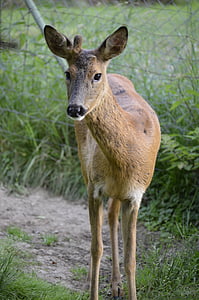 roe deer, eyes, attention, face, wildlife photography, sweet, curious