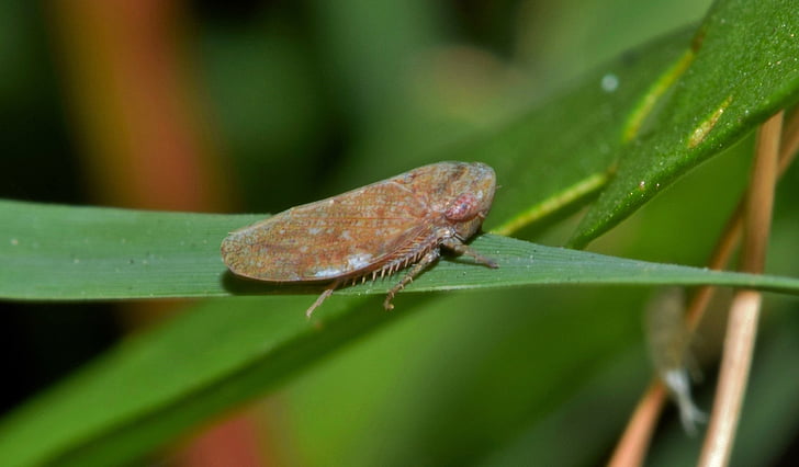 leaf hopper, insect, brown insect, small insect, tiny, insectoid, grass