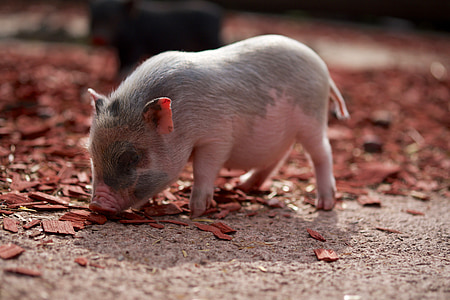 pig, piglet, farm, curly tail, pink, animals, pet
