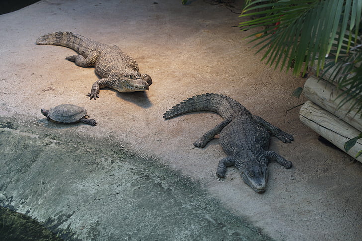 krokodil, Cayman, Alligator, Gators, två, Zoo