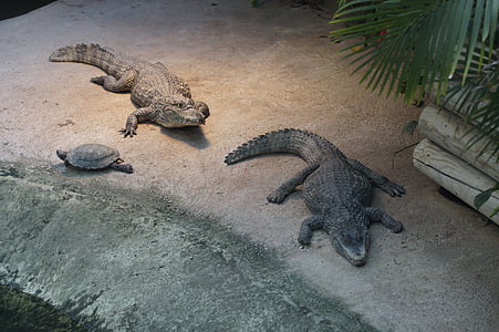 krokodil, Kajmán, aligátor, Gators, két, állatkert