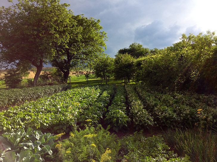 zahrada, krajina, Příroda, zemědělství, v lůně Titánů, strom, farma