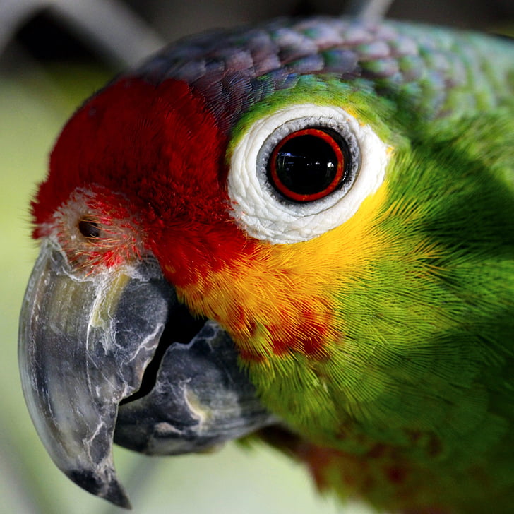 Papagei, Ave, Gefangenschaft, Tiere, Vögel, Farbe, Peak