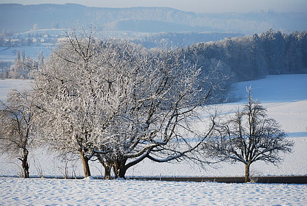 winter, snow, wintry, cold, white, landscape, snowy