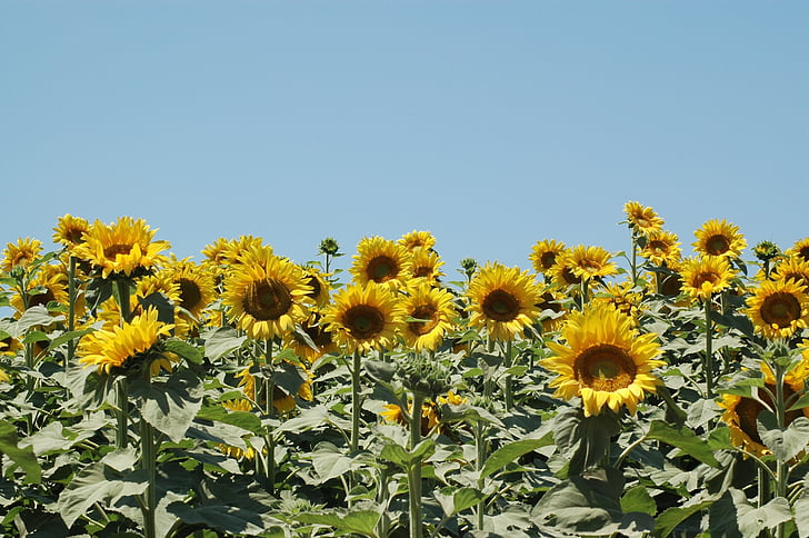 bunga matahari, bunga matahari, kampanye, bunga, kuning, bidang, pertumbuhan