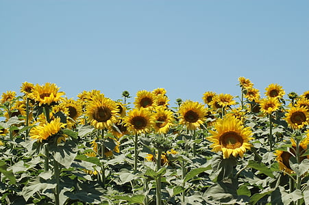 Auringonkukkia, auringonkukka, kampanja, kukka, keltainen, kenttä, kasvu