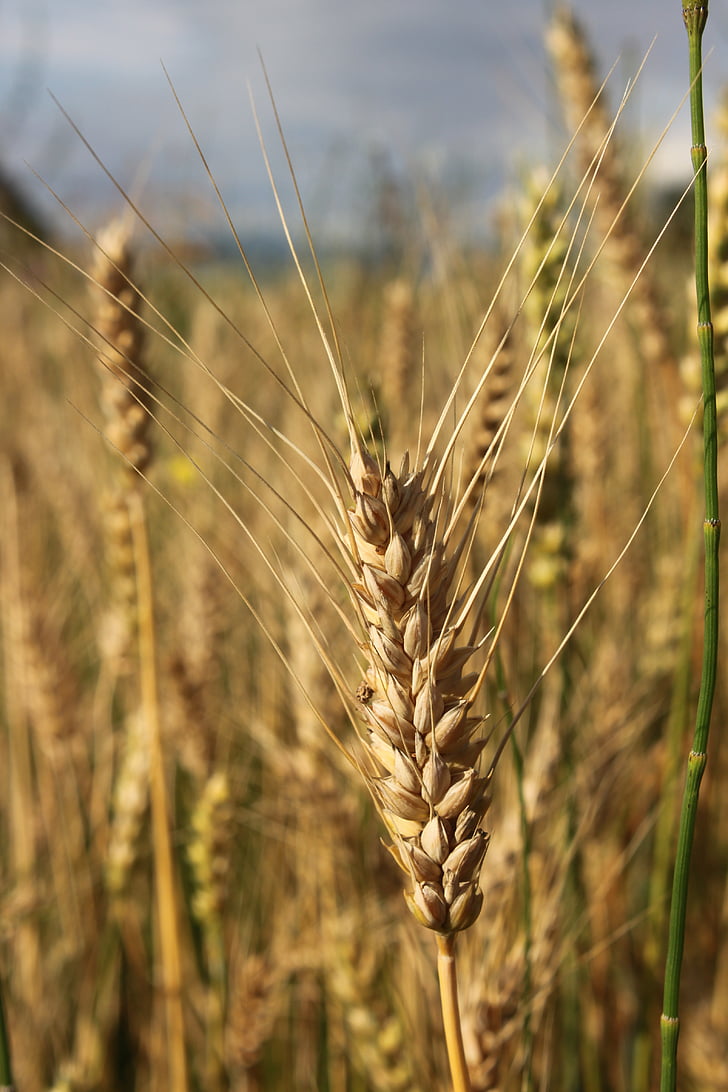 põllumajandus, leib, teravilja, Suurendus:, kõrva, tera, nisu