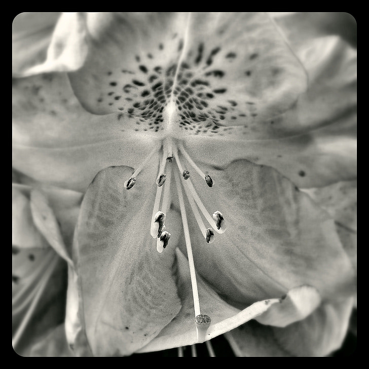 fiore, pianta, natura, Blossom, Bloom