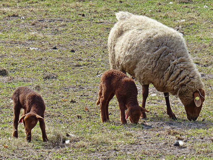 agneau, moutons, Pâque, Schäfchen, mignon, animal, laine