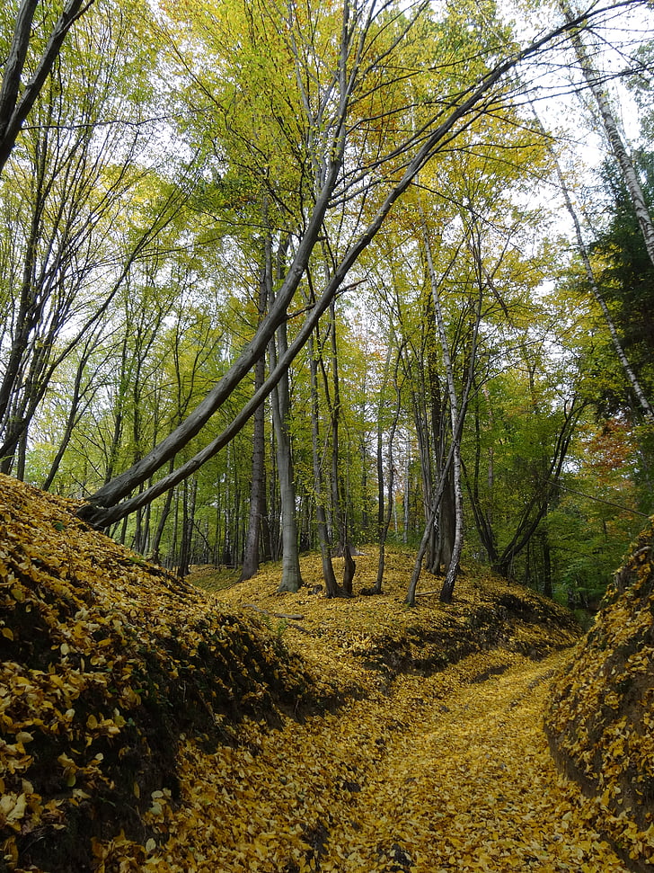 grundare, Polen, nationalparken, landskap, träd, Trail, hösten