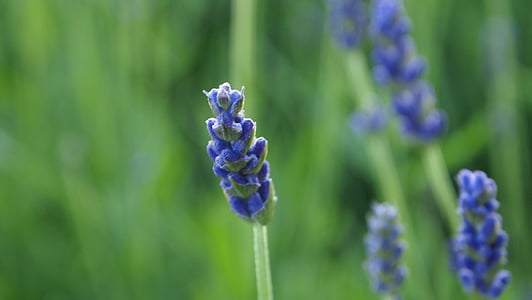 lavender, flowers, garden, summer, flowering, purple, nature