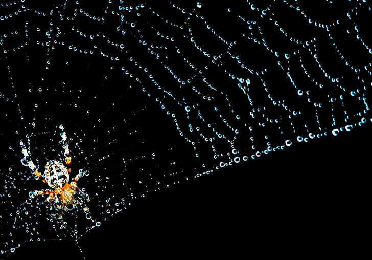 cobweb, spider, insect, nature