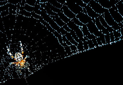 Cobweb, laba-laba, serangga, alam