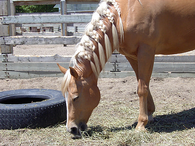 cheval, tresse, pneu, clôture en bois, animal, ferme, mammifère