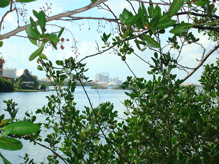natura, verd, planta, plantes, Mar, Laguna, arbre