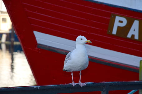 seagull, boot, port, water, bird, ship, sea