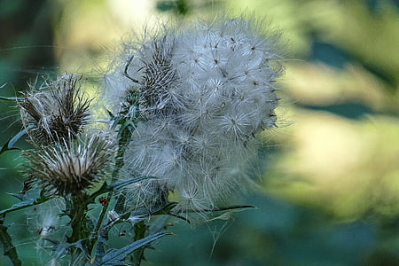 flying seeds, thistle, seeds, close, nature, faded, plant