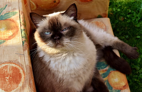 british shorthair, cat, mieze, thoroughbred, fur, dear, beige