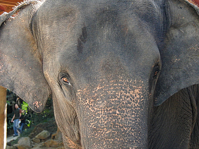 Gajah, hewan, Asia, kepala, mata, Mamalia, pachyderm
