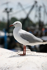 fågel, Seagull, Ave, havet, djur, hamn, Marine