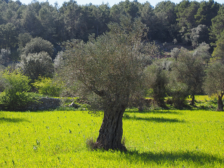 oliventræ, oliven plantagen, plantage, træ, oliven garden, olivenlunde, plantning