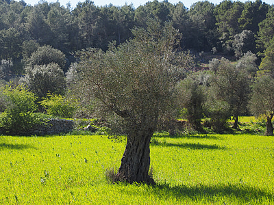 Olivenbaum, Olivenbaum Plantage, Plantage, Baum, Garten mit Olivenbäumen, Olivenhain, Bepflanzung