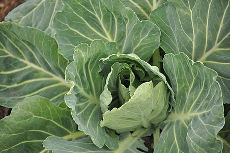 cabbage, leaves, field, farm, ranch, plantation, cultivate