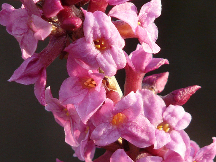 Daphne, bunga, musim semi, Blossom, mekar, warna, tanaman