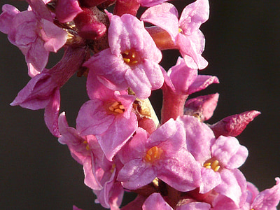 Daphne, Hoa, mùa xuân, Blossom, nở hoa, màu sắc, thực vật