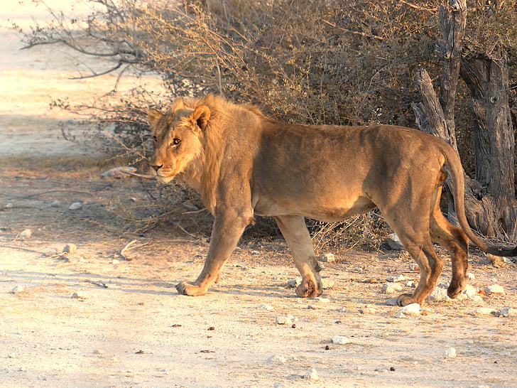 Liūtas, Safari, Etošos nacionalinis parkas, gyvūnų, plėšrūnas, katė, didelės katės