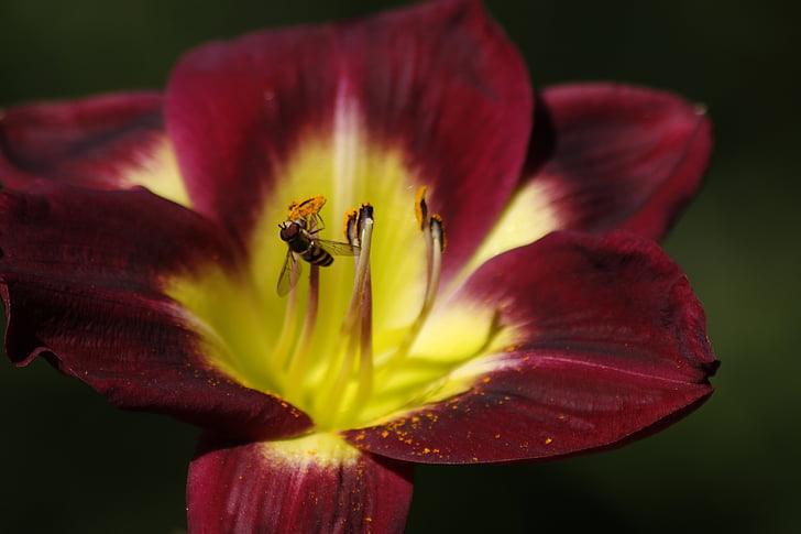 Bee, pollen, blomst, natur, nektar, gul, Honeybee