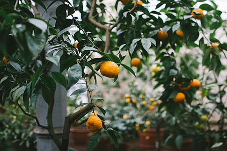 Anläggningen, träd, apelsiner, frukter, naturliga, Trädgårdsskötsel, tillväxt