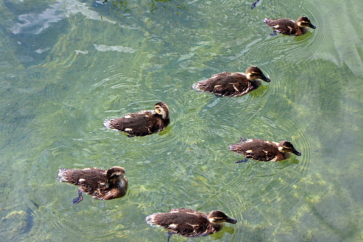 ducks, family, chicks, young animals, waterfowl, small, cute