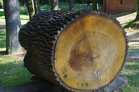 tronco, vasetti, sezione trasversale del tronco, albero