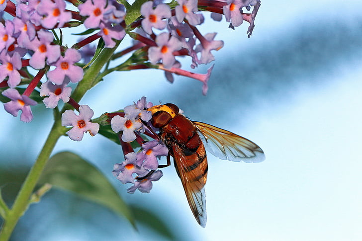 OSA, insecte, yeux, pollinisation, insecte de travail, histoires de gosse, nectar