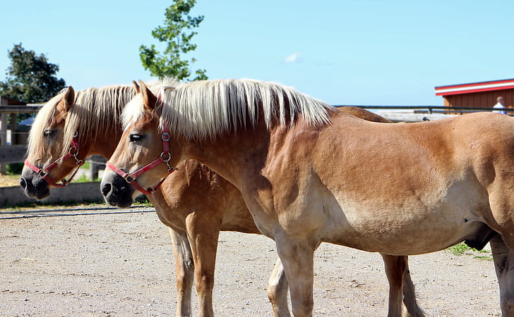 horses, haflinger, together, pair, for two, connectedness, couple