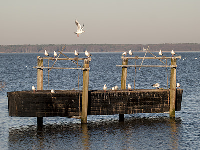 gulls, water, water bird, bird