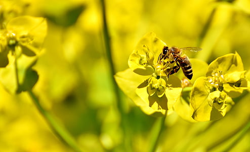 flowers, summer, yellow, bee, insect, nature, garden