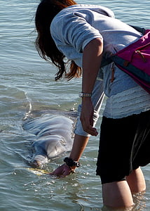 delfinas, šėrimo, mielas, Laukiniai gyvūnai, vandens, padaras, valgyti