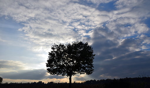 Baum, 'Nabend, Sonnenuntergang, Landschaft, Himmel, Atmosphäre, Herbst