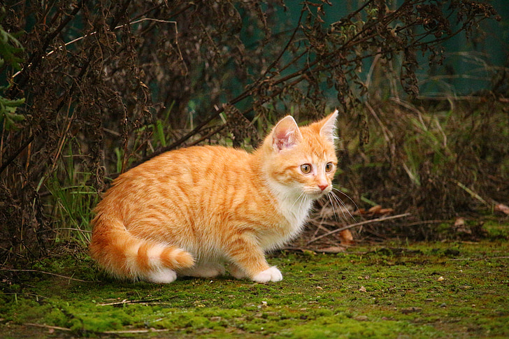 kat, Kitten, rode mackerel tabby, kat baby, jonge kat, rode kat, Moss