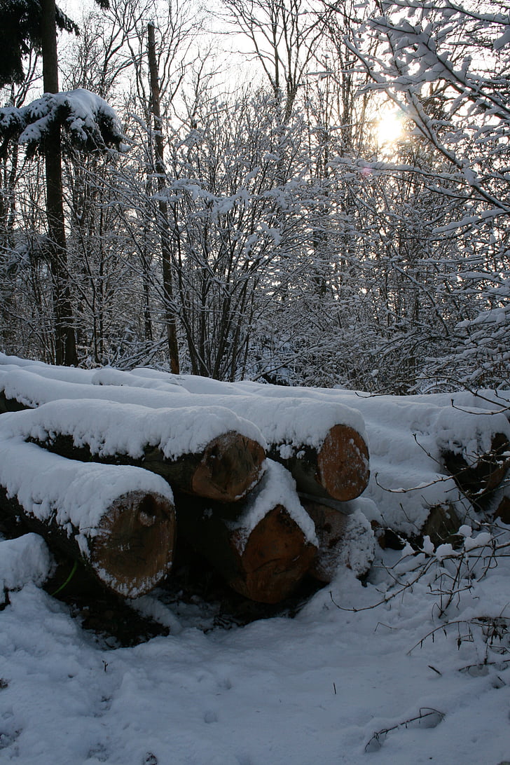 inverno, foresta, neve