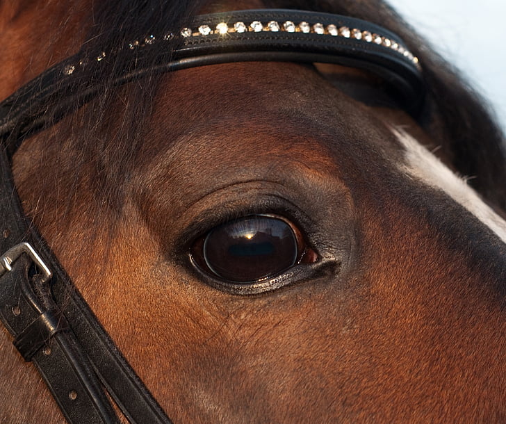 cavalo, olho, close-up, animal, Olha, olho humano, close-up
