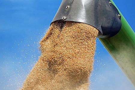 blé, céréales, grains de blé, grain, moisson, Agriculture, nourriture et boisson