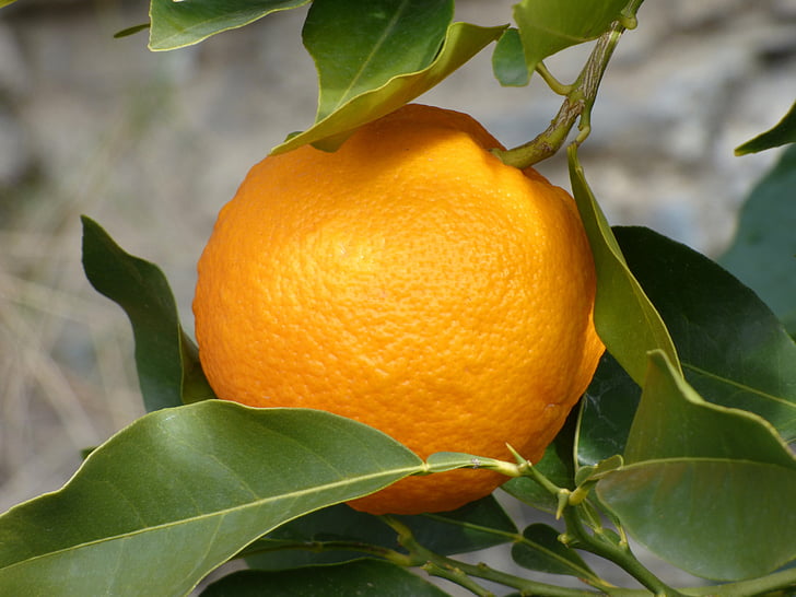 สีส้ม, naranjo, ต้นไม้, มะนาว, ผลไม้ส้ม, ผลไม้, ความสดใหม่